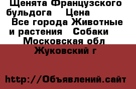 Щенята Французского бульдога. › Цена ­ 45 000 - Все города Животные и растения » Собаки   . Московская обл.,Жуковский г.